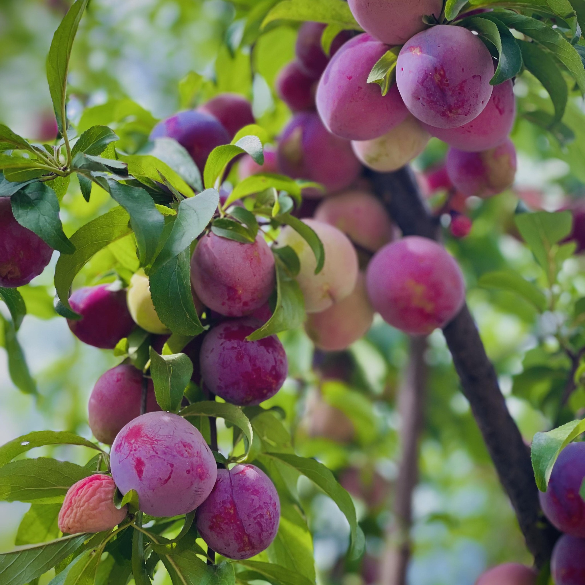 Koza Asala