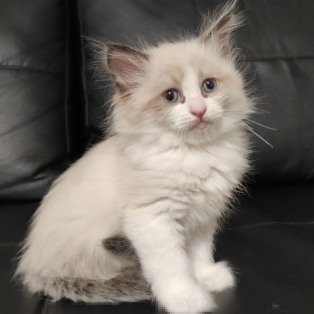 Ragdoll - Ragdoll cat Rescue Mississippi Ragdoll kittens for sale ...