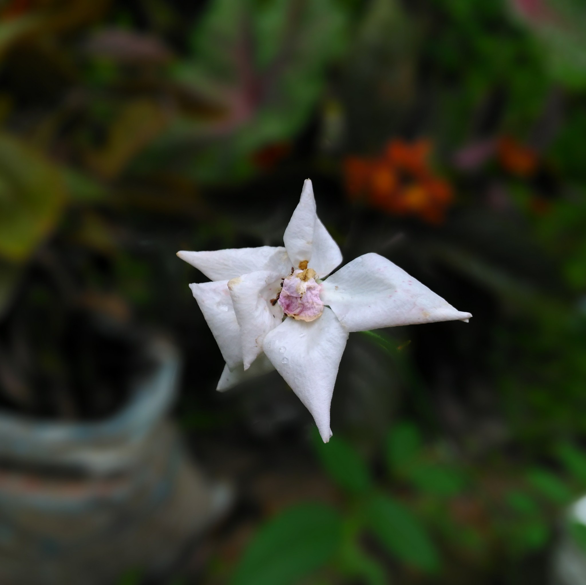 Simple Clickzz photography