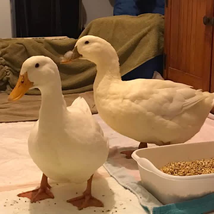 Raising Ducks and Geese | Luckily I only let my ducks free range when I ...