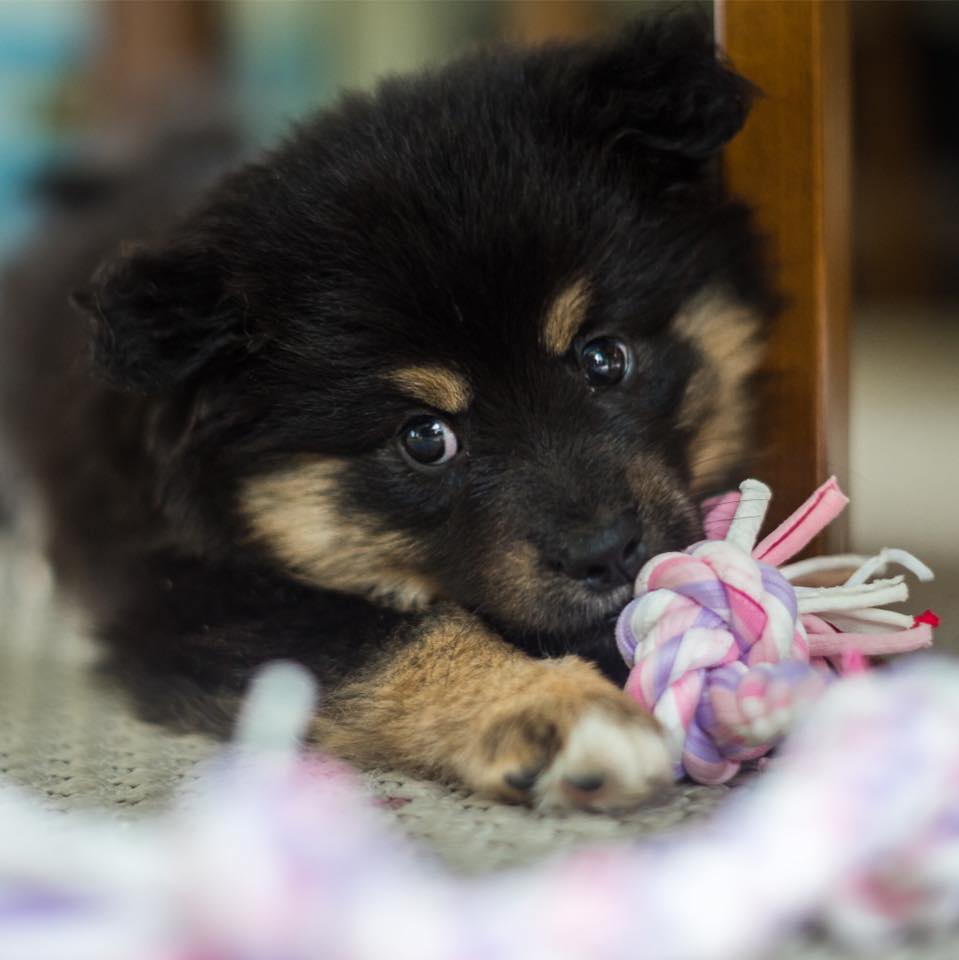 lexie-the-finnish-lapphund-when-there-s-a-treat-i-sure-can-behave