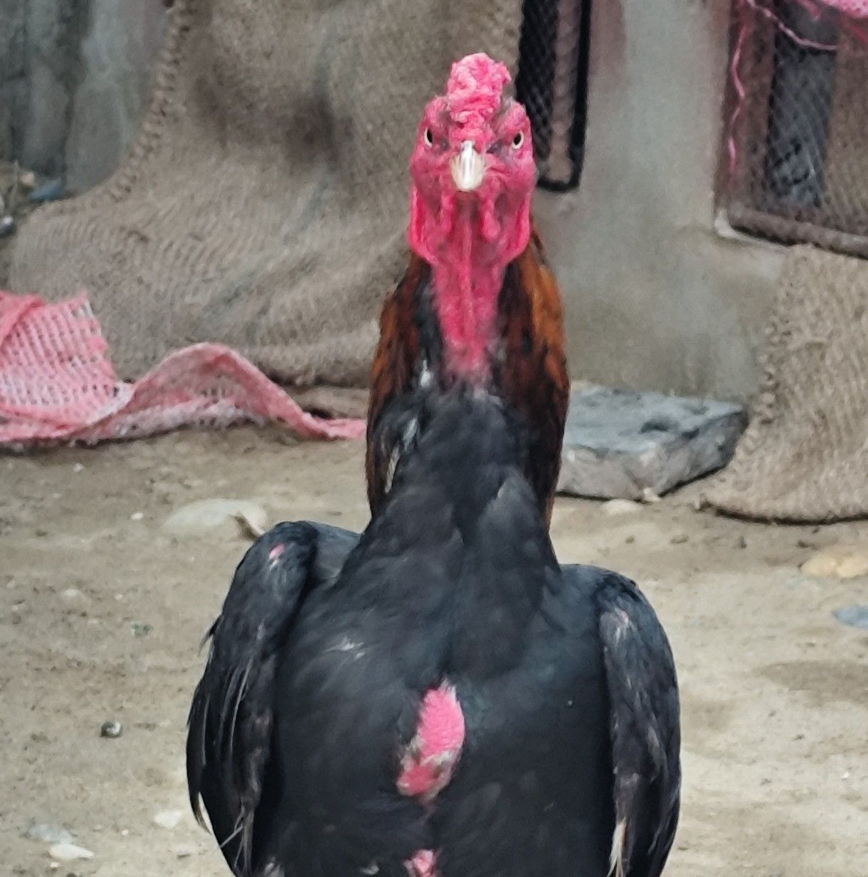 Ready for fight kya nam de | AJK CH SAEED | Facebook