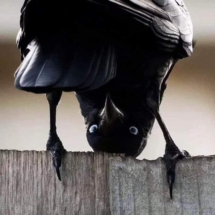 Bird Watching N.C. | This bird struck my window and is recovering ...