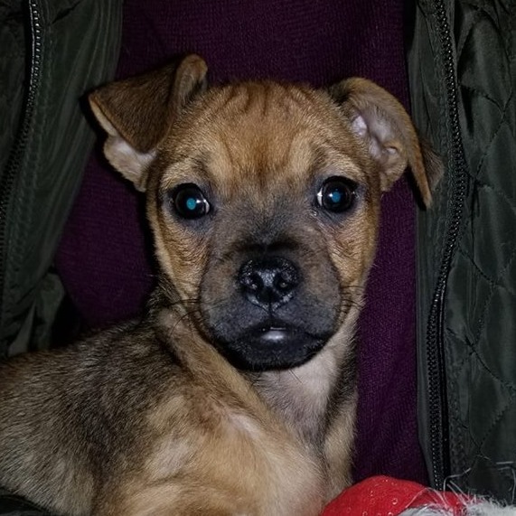 Pug Weenie