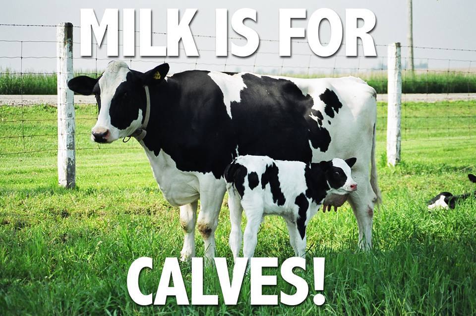 Milk Life Not Cows