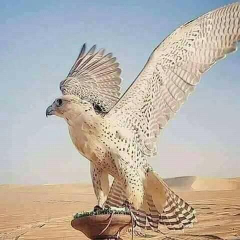 روزگار کی تلاش