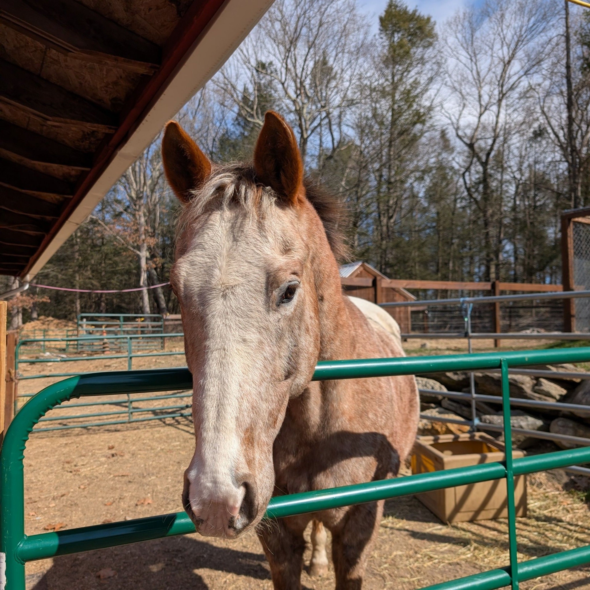 Any farms my son and I can go to and pet some horses? | Facebook
