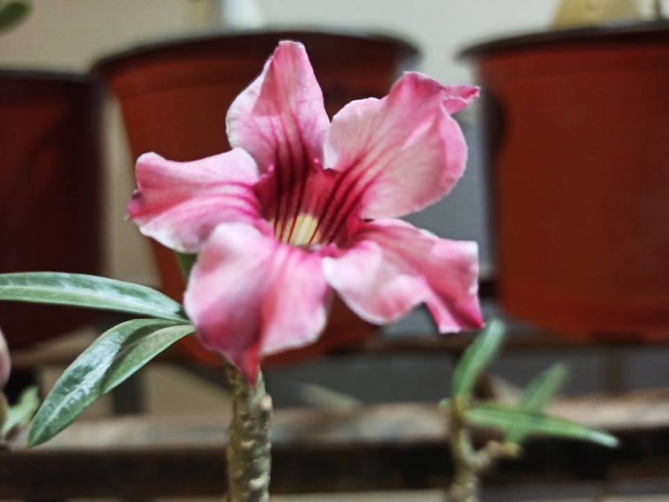 Tai Peng Community Garden | Adenium obsesum – desert rose – that has ...