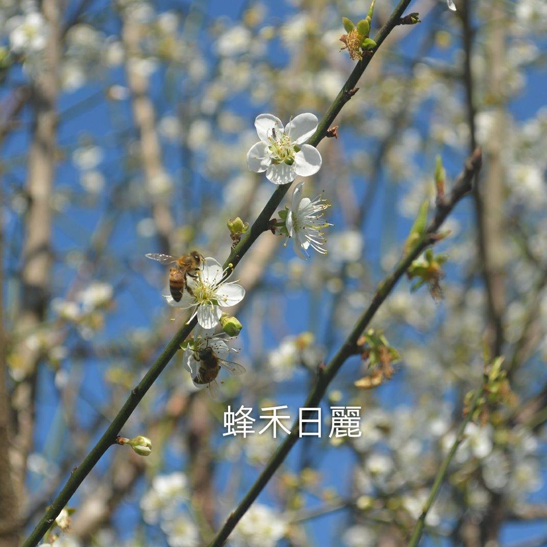 蜂禾日麗