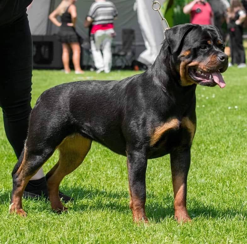 Amber Black Rott