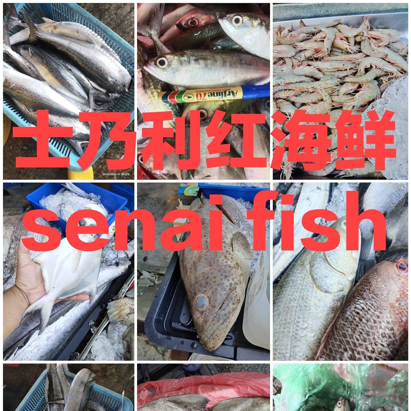 新士乃利红fish | Senai