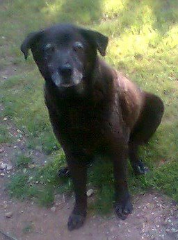Justice for a Dog Named Mann