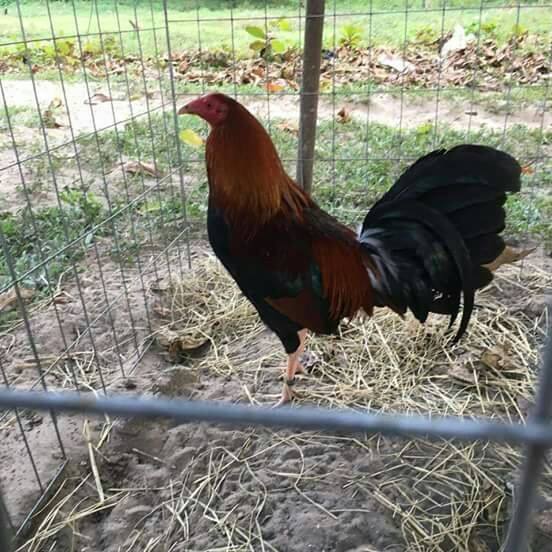 Gallera osfor ranch
