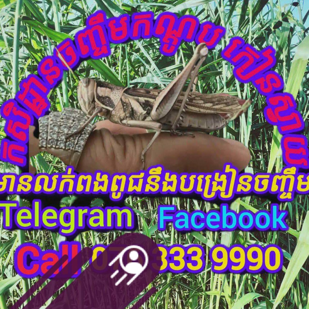 ចិញ្ចឹមកណ្ដូប ភូមិខ្ញុំ ស្រុករវៀង ខេត្តព្រះវិហារ