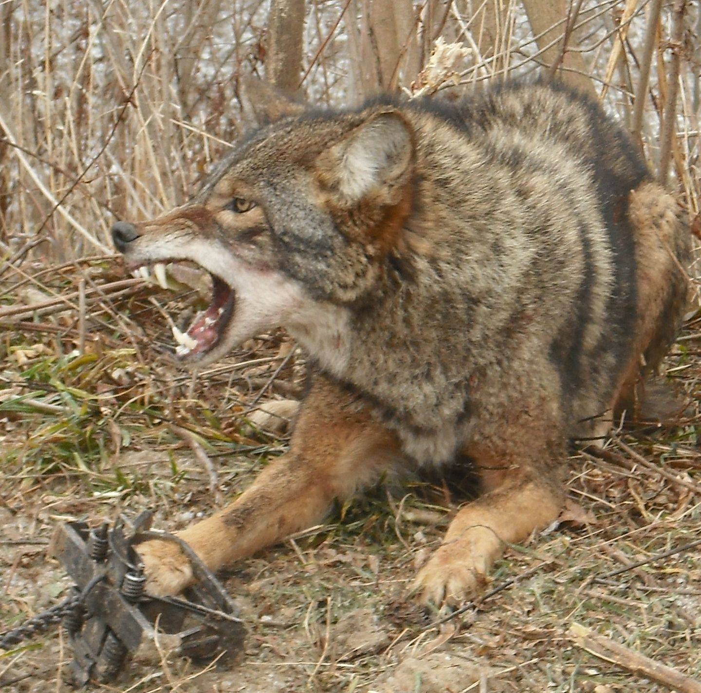 The Wisconsin Trapper