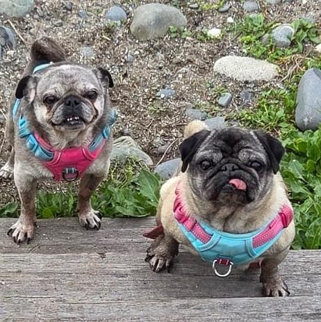 Dogs with Arthritis | My vet said he can do prp injections in my dogs ...