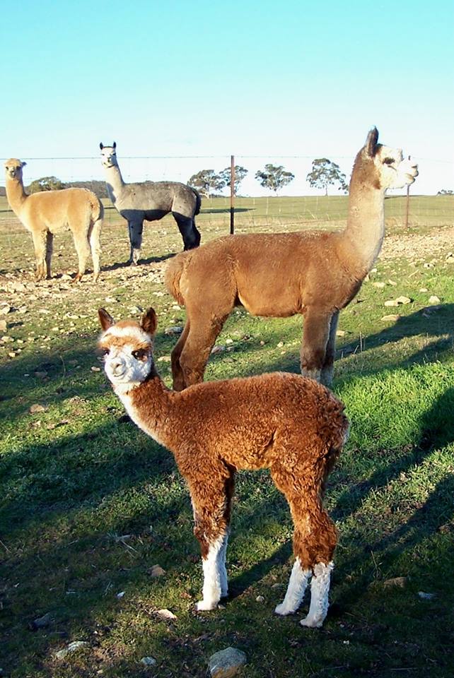 Australian Alpacas For Sale | Facebook