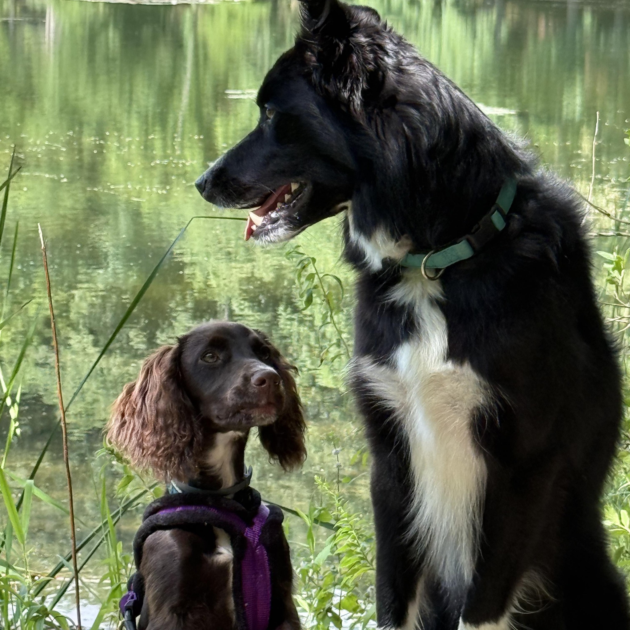 Tennessee Dog Sport Clubs, Events, Jobs | The AKC ISC Championships are ...