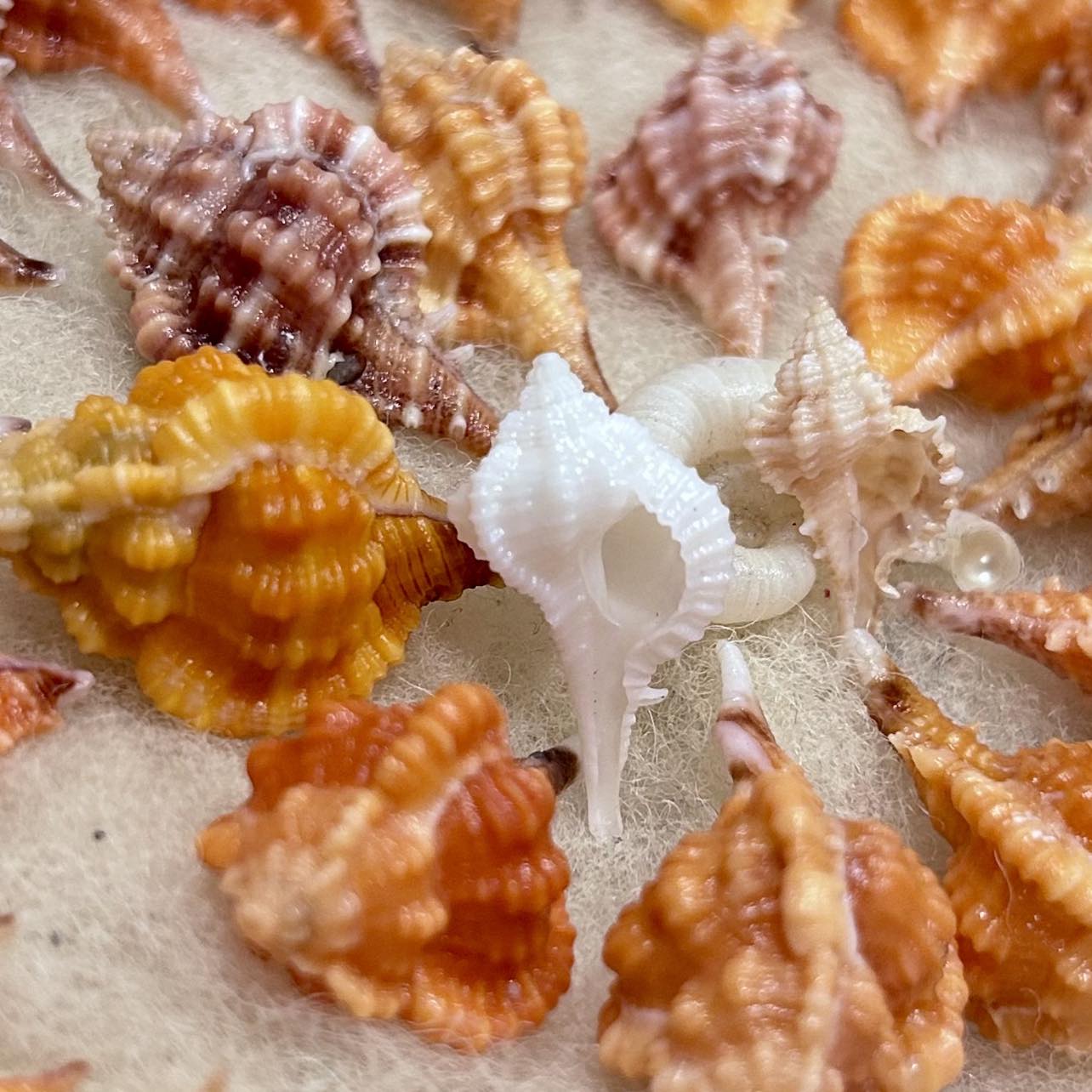 Florida Shelling Fanatics! 🐚 | This is an alphabet cone | Facebook