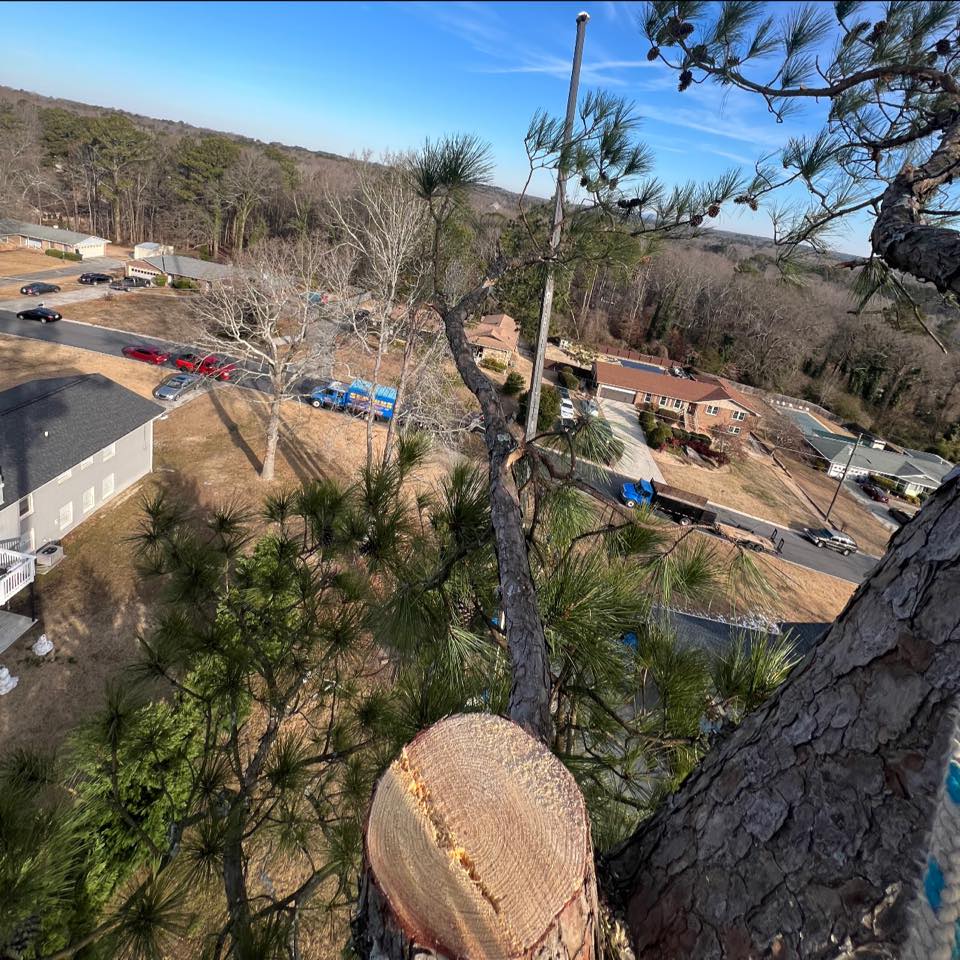 𝑫𝒂𝒉𝒍𝒐𝒏𝒆𝒈𝒂, 𝑮𝒂 | Need a responsible, honest tree professional to cut ...