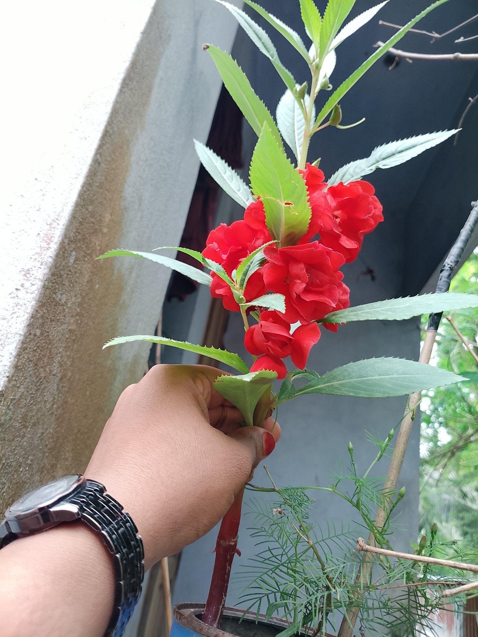 Rabeya Taposhi