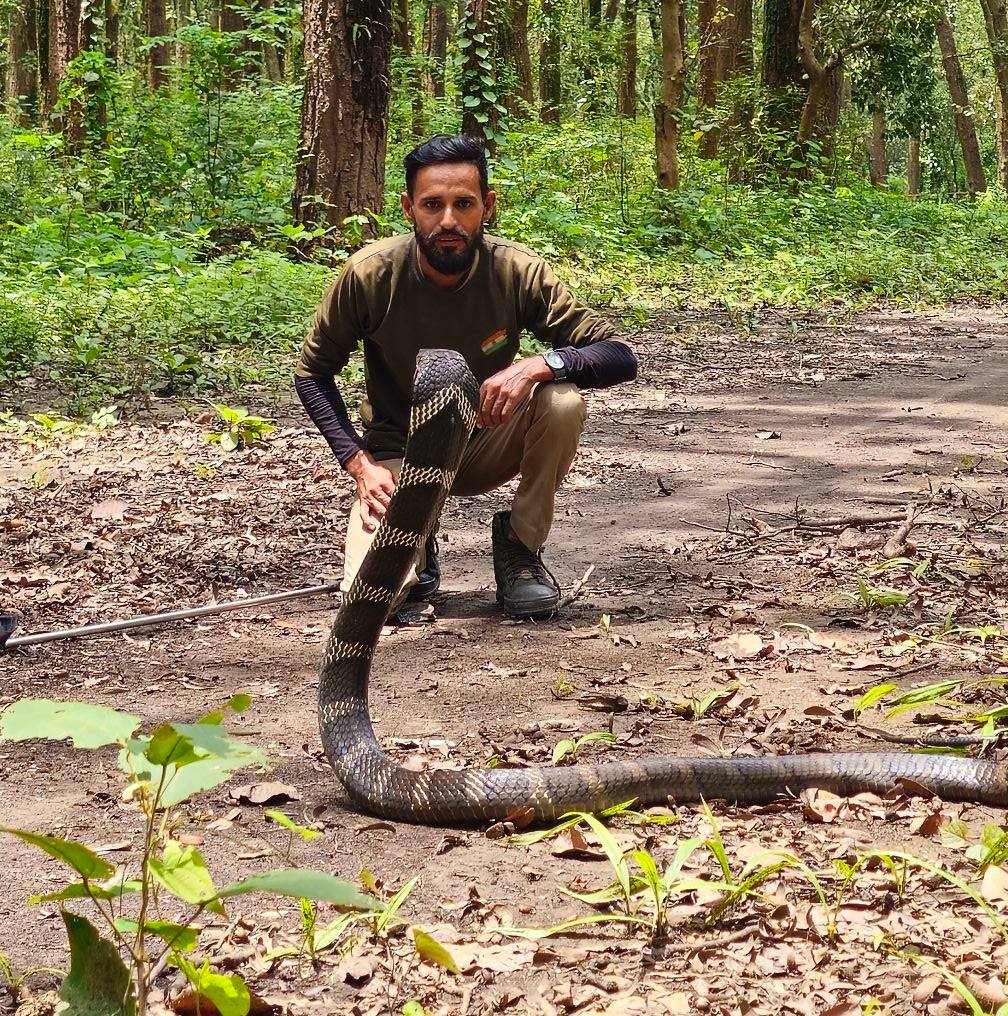 King cobra snake 🐍 #snake #rescue #reels #instagram #trending #songs ...
