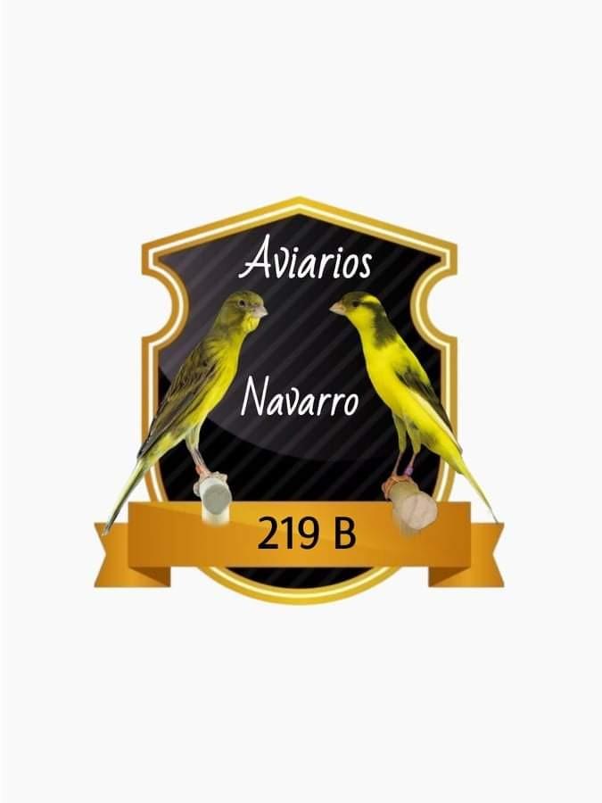 Gran Premio de Turís al mejor pájaro de postura con 93 puntos, pío ...