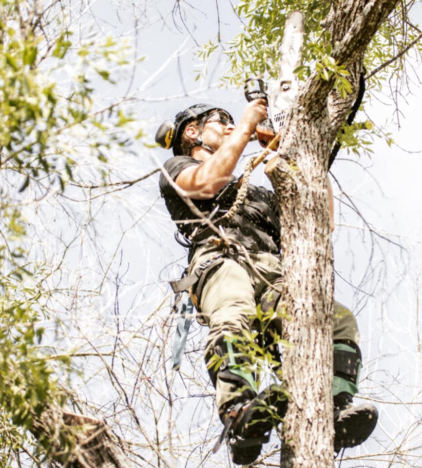 Burleson Tree Care | San Antonio TX