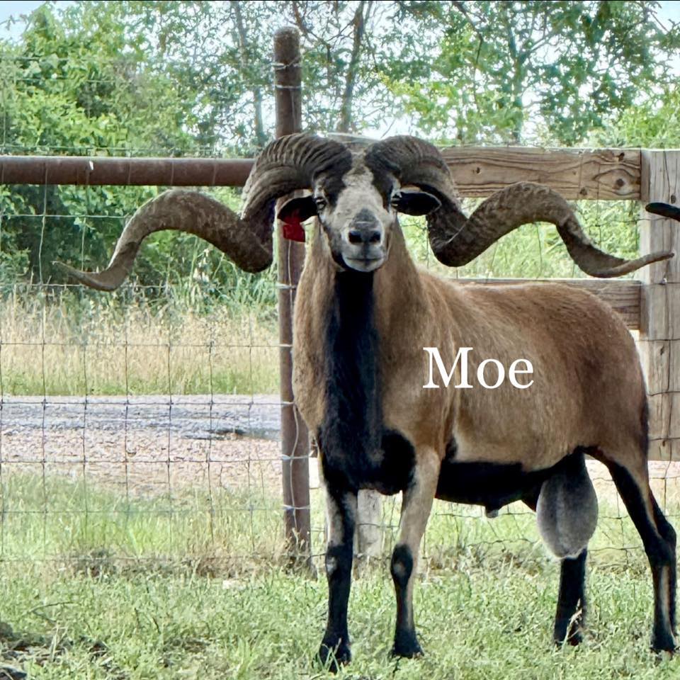 T Fifty Sheep Co.