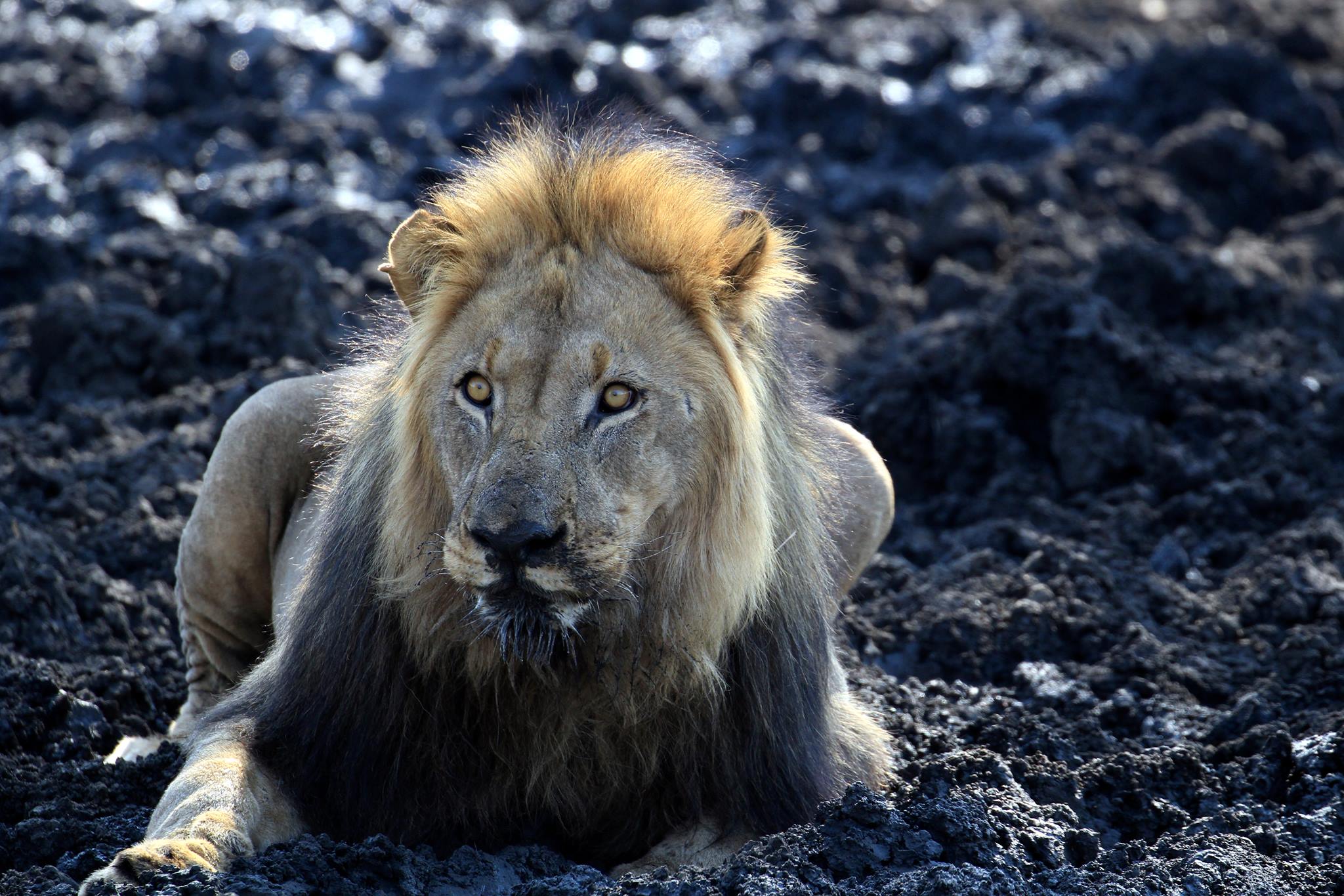 Inkwe Pan - Madikwe Game Reserve | Madikwe