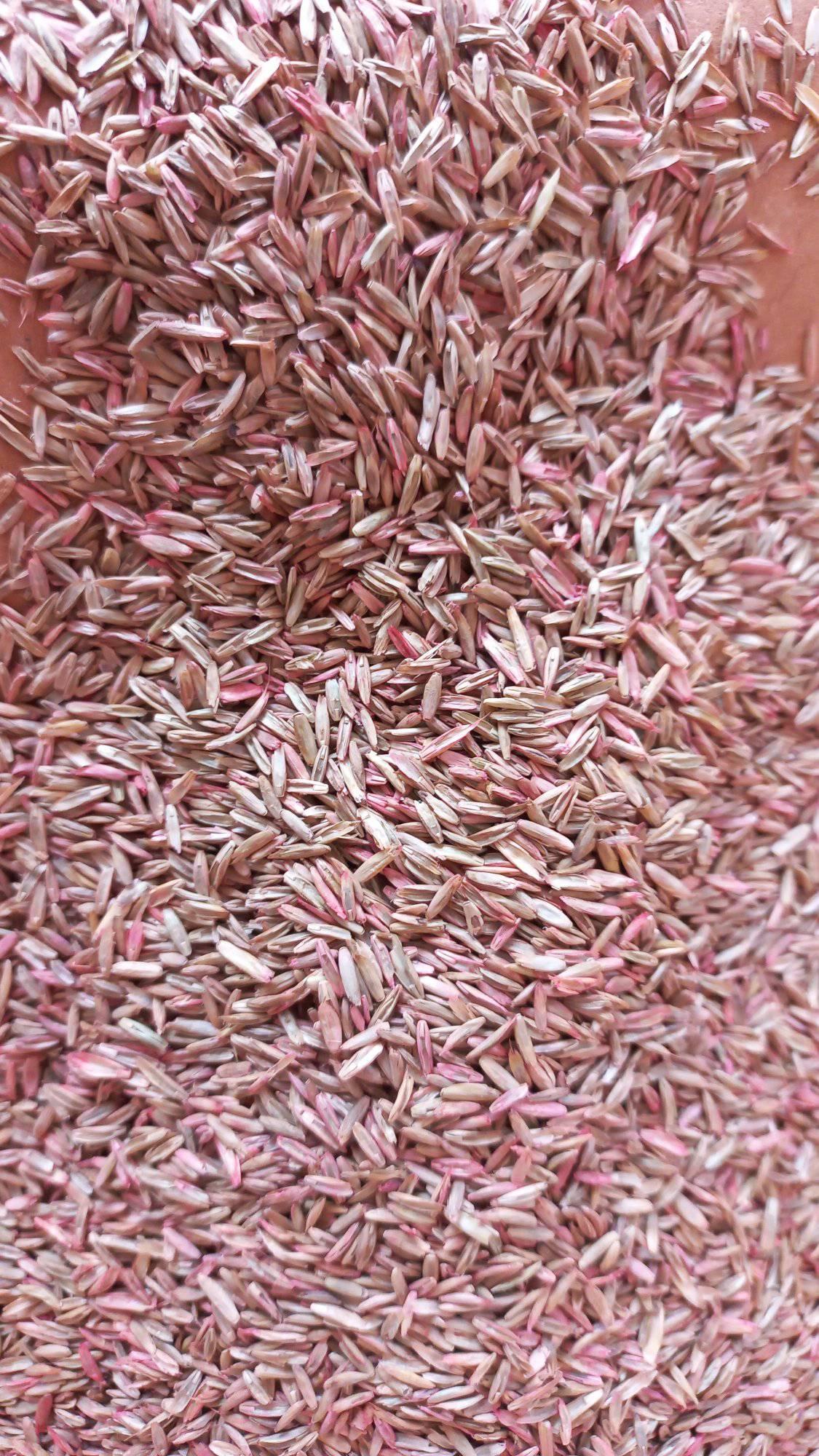 رائی گراس rye grass | Khanewali