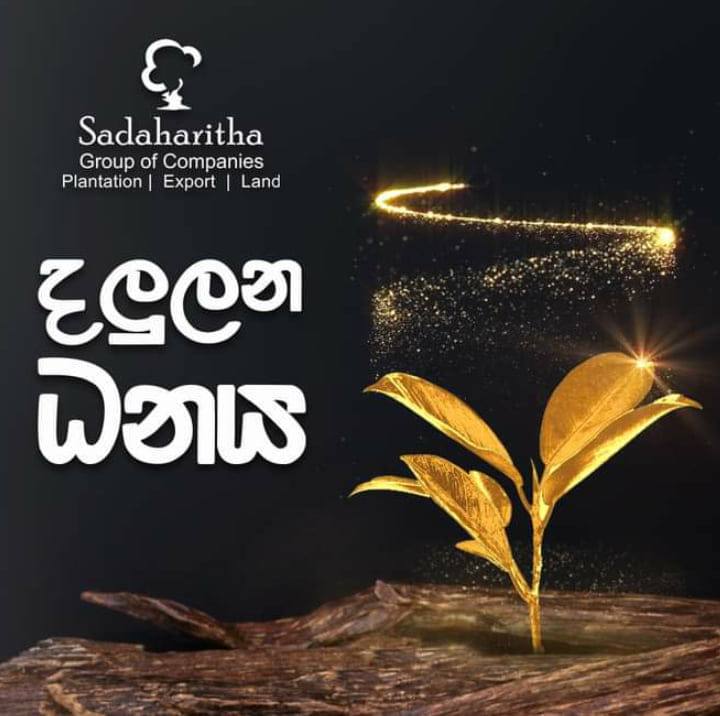 Agarwood plantation Sadaharitha