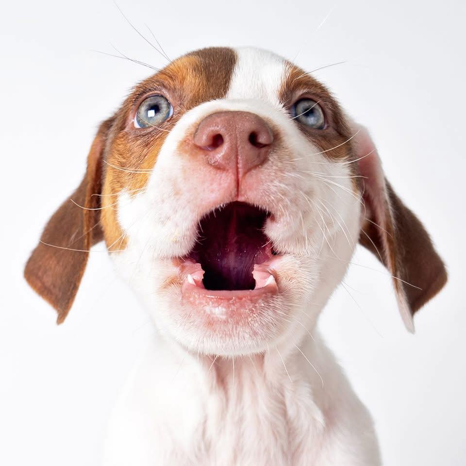 Curated visual reference: Fresh Look at Canine Threads