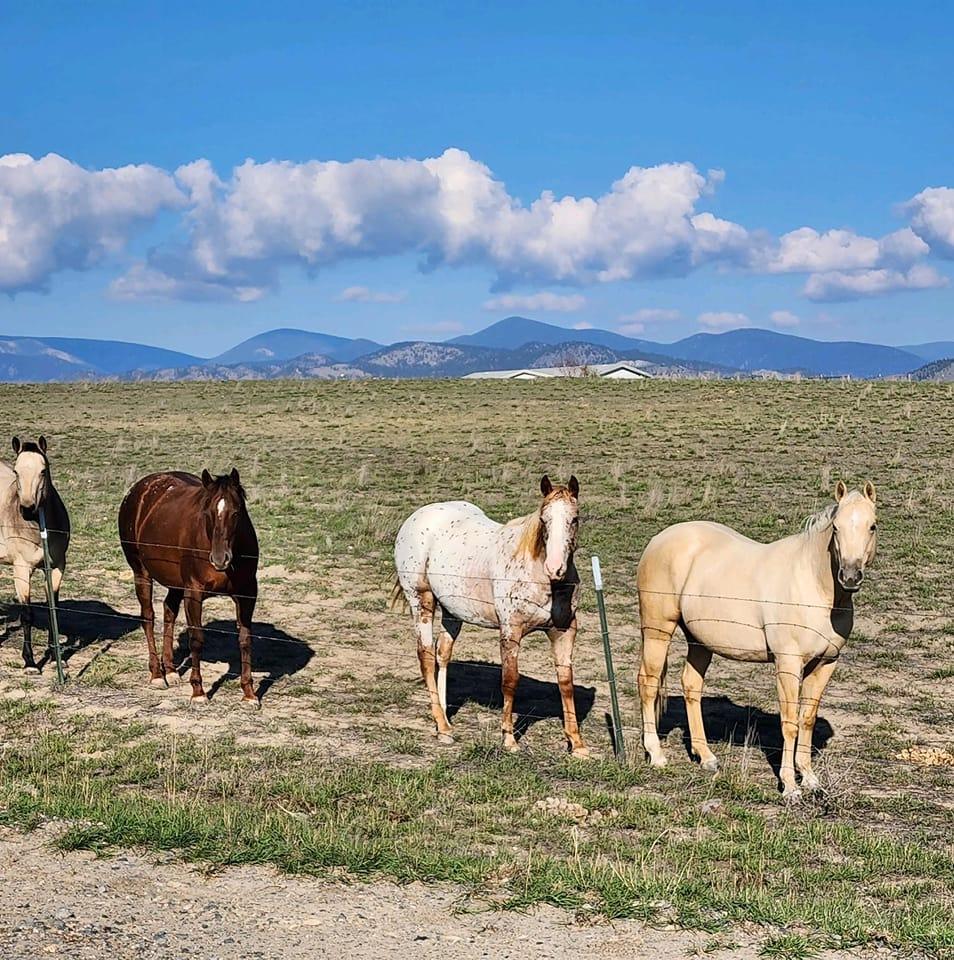 Twisted Nail Ranch | Helena MT