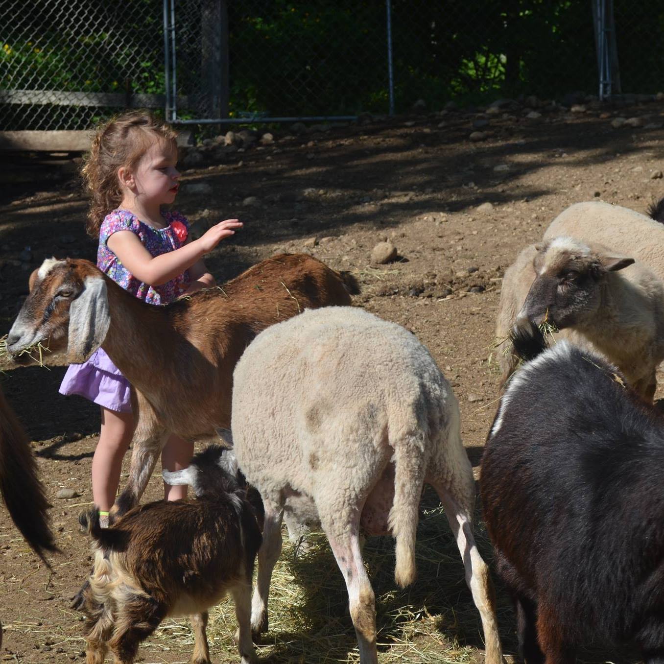 Kellys Kids | Prospect CT