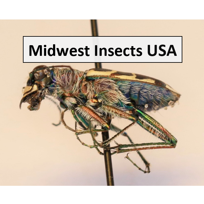 Midwest Insects USA