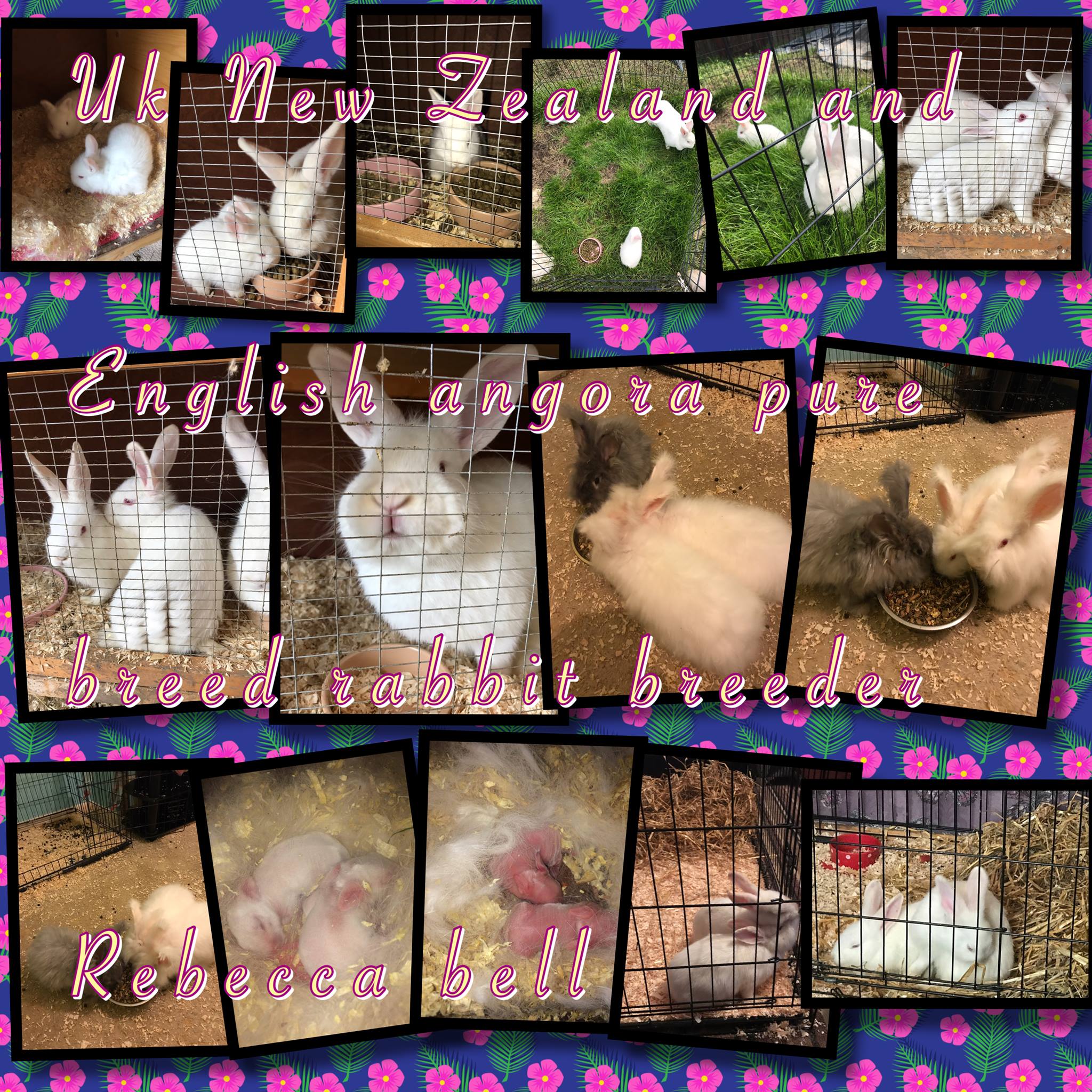 New Zealand and English angora pure breed rabbit breeder Lancashire