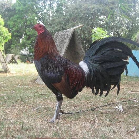 Hatch Gamefowl Bloodline Rooster