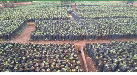 Tree seeds and seedlings,kitale branch | Kitale
