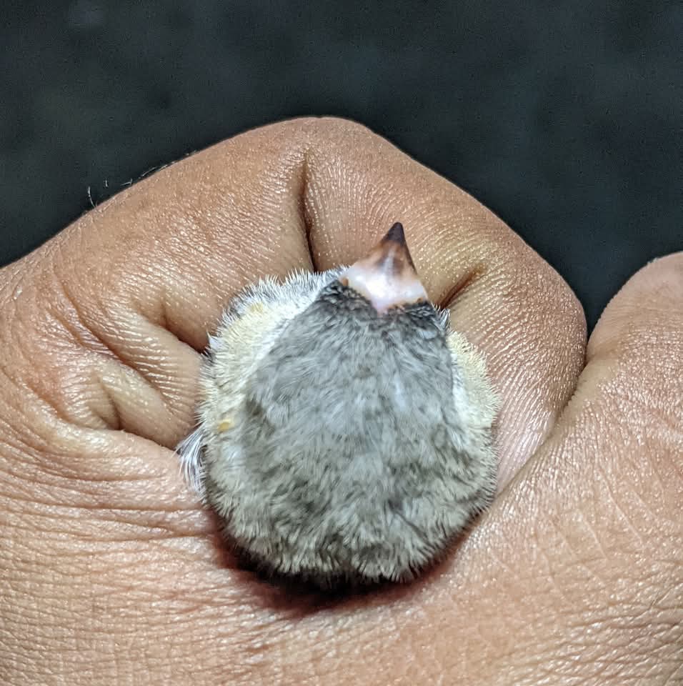 Finch Bd