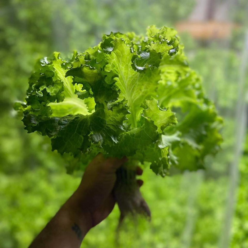 The Lettuce Lab | Manolo Fortich