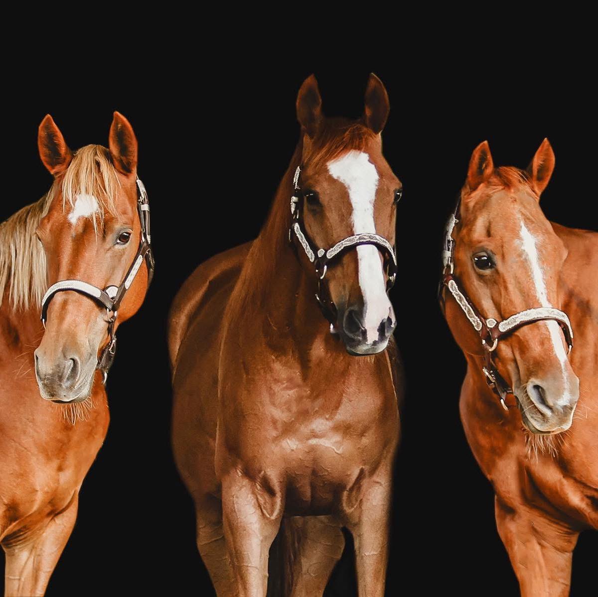 Rose Performance Horses