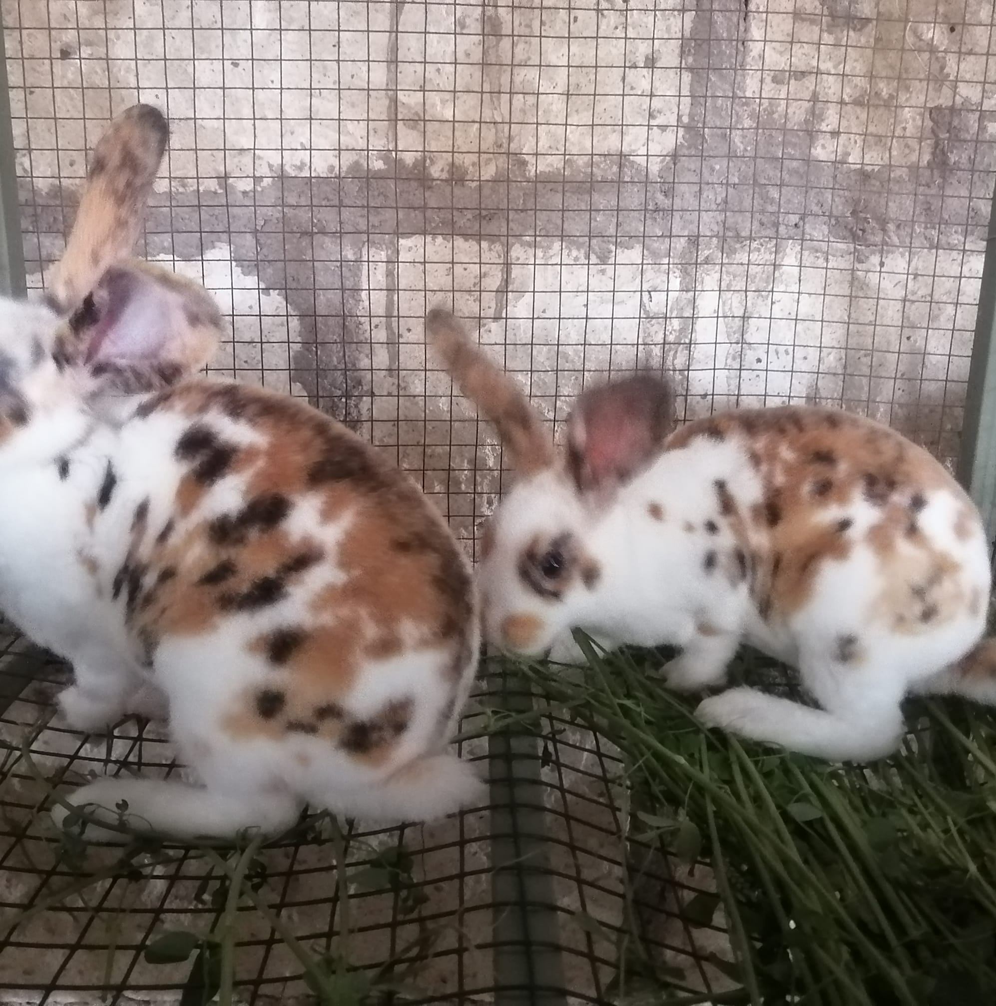 Conejos Calixto Rabit