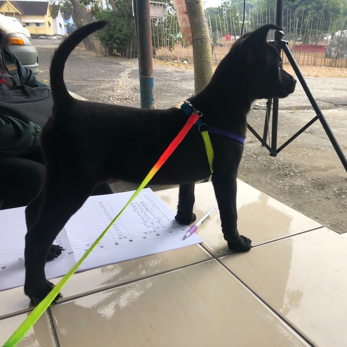 早安犬舍純種台灣犬 on Reels
