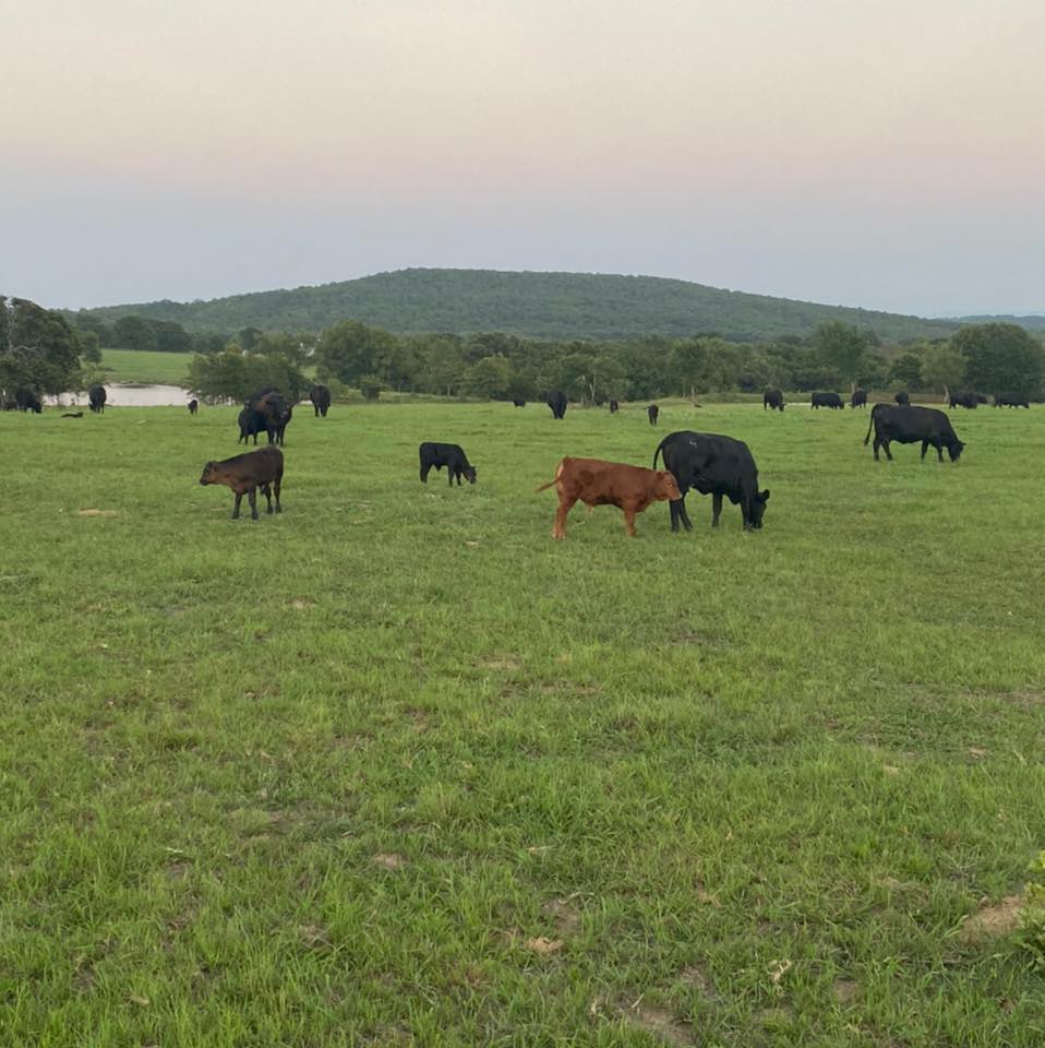 7 Bar G Ranch & Cattle Company | Stigler OK