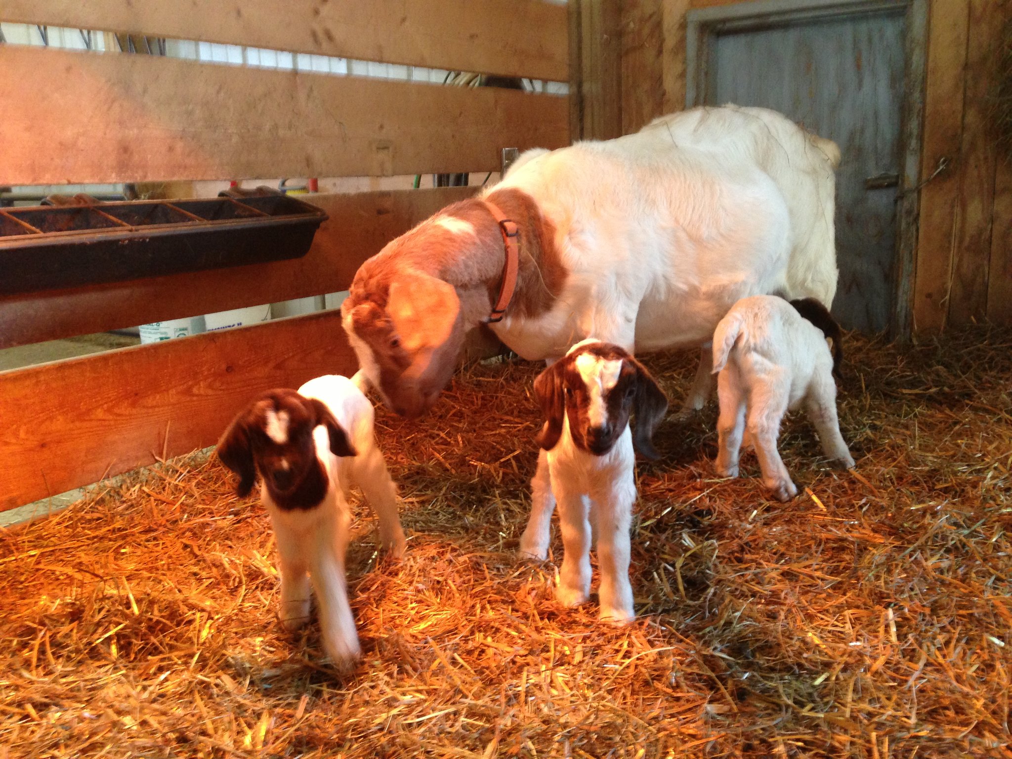 Ranger's Ridge Farm Boer Goats | Sidman PA