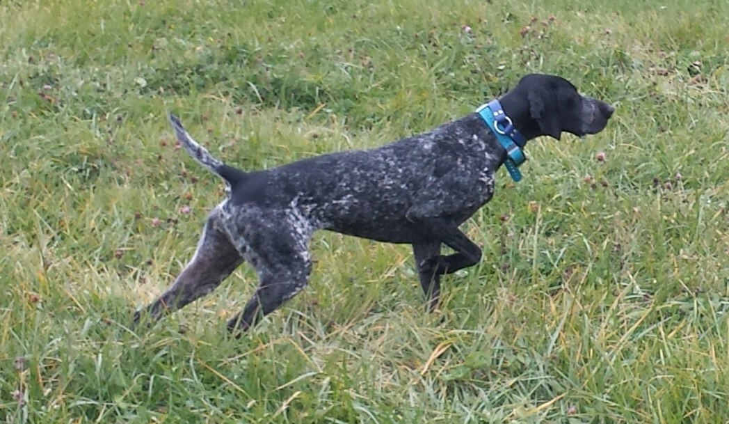 Wabash River German Shorthair Pointers
