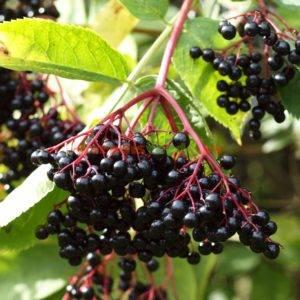 Fructe de soc