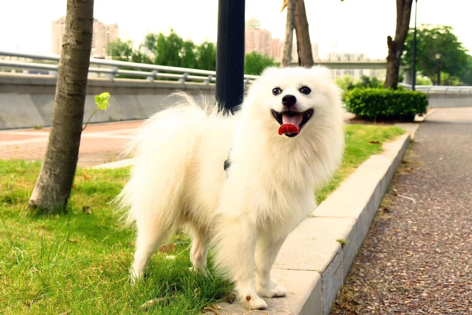Dongguan Jinbei Pet Products Co., Ltd