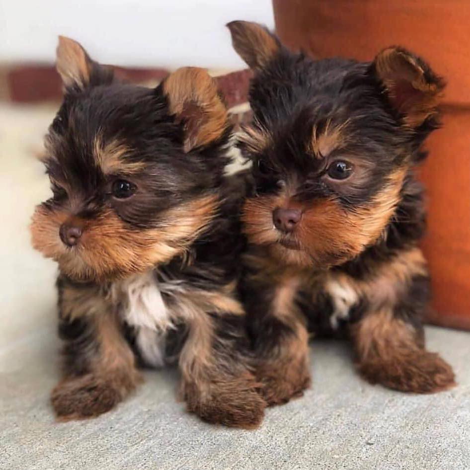 Yorkies puppies - teacup yorkie yorkie puppies for sale toy puppies ...
